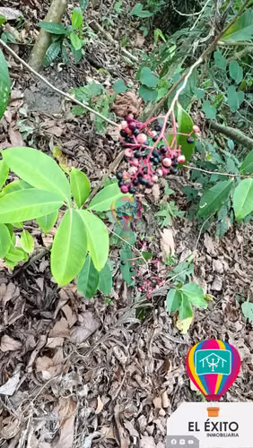 VENDO TERRENO EN EL BOQUERON, SANTA TECLA - Imagen 10