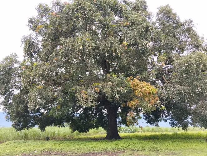 Atiquizaya, Ahuachapán - Imagen 2