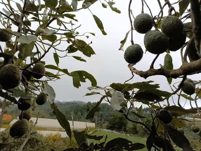 Terreno en Chalatenango,a 4km de Miramundo,de 600m2 listos para escriturar - Imagen 8