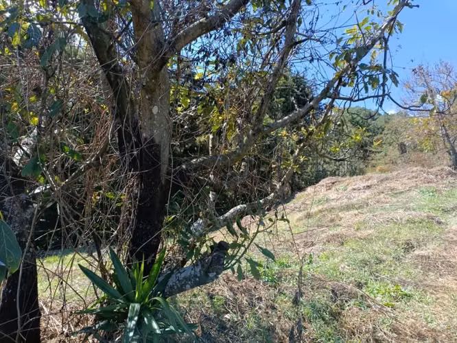 Terreno en Chalatenango,a 4km de Miramundo,de 600m2 listos para escriturar - Imagen 5