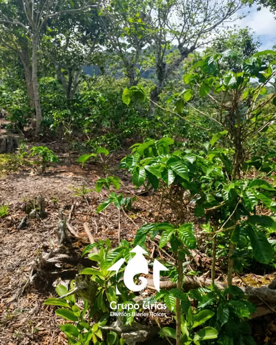 FINCA EN VENTA EN CANDELARIA DE LA FRONTERA