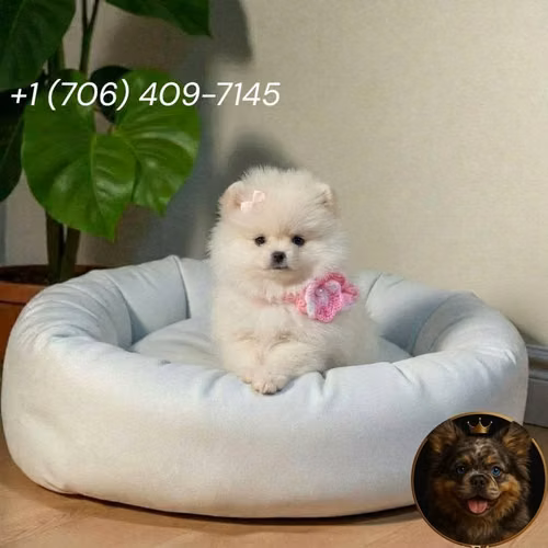 Pomerania Cara de Oso