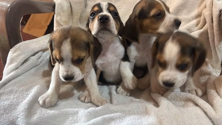 Perritos Beagle - Imagen 5