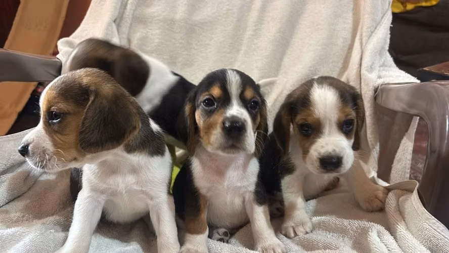 Perritos Beagle - Imagen 2