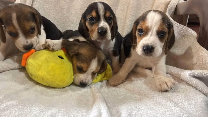 Perritos Beagle - Imagen 3