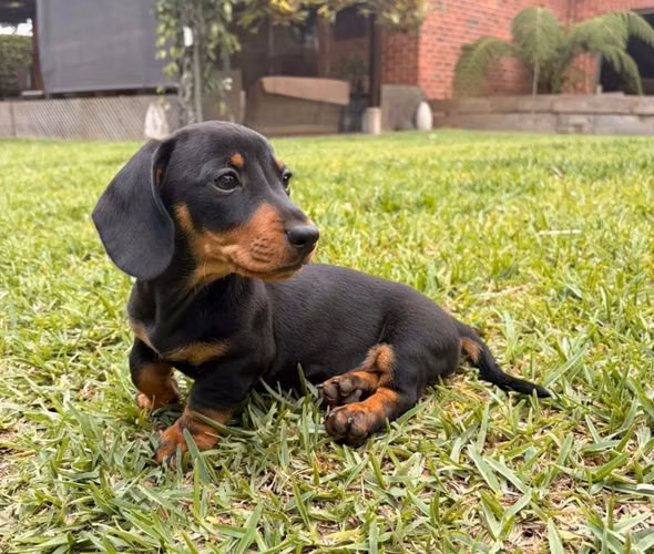 Salchicha (Dachshund) miniatura - Imagen 2