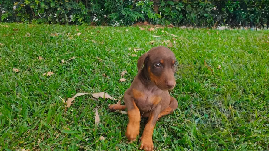 Doberman Rojos (o cafés) - Imagen 4