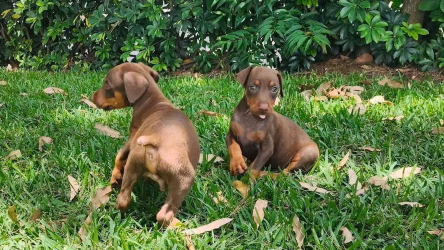 Doberman Rojos (o cafés) - Imagen 5