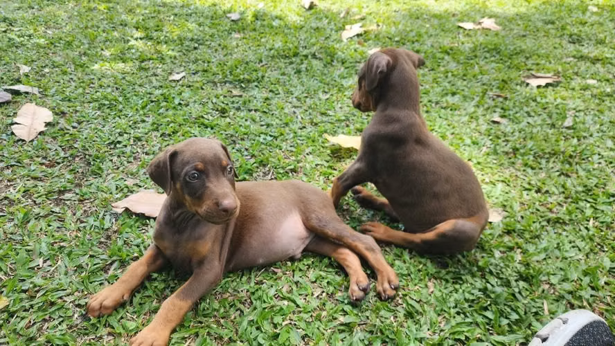 Doberman Rojos (o cafés)
