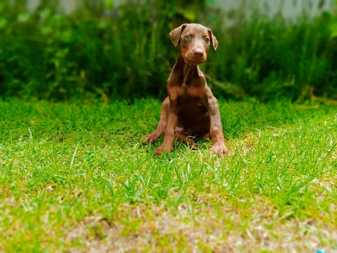 Doberman Rojos (o cafés) - Imagen 2