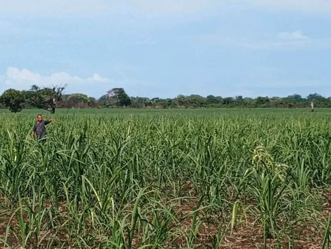 350 manzanas de tierra - Imagen 3