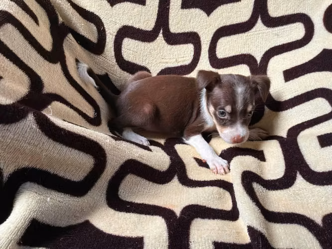 Chihuahua hembra
