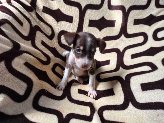 Chihuahua hembra