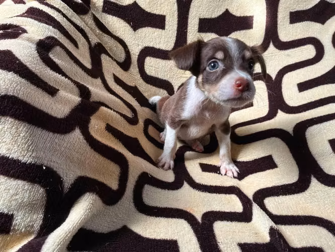 Chihuahua hembra