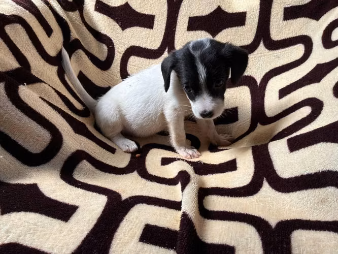 Chihuahua hembra