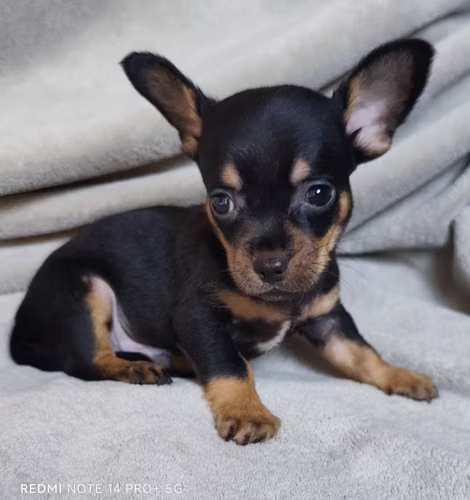 Chihuahua machos y hembra