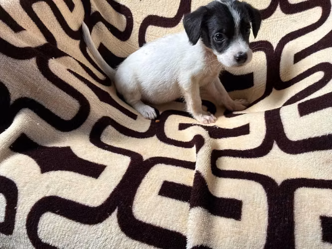 Chihuahua hembra
