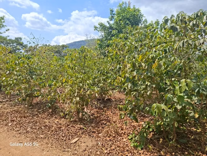 SE VENDE FINCA 97 MANZANAS JUAYUA SONSONATE