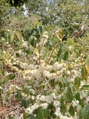 SE VENDE FINCA 97 MANZANAS JUAYUA SONSONATE