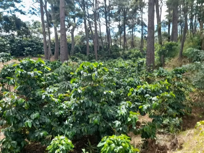 SE VENDE FINCA 97 MANZANAS JUAYUA SONSONATE