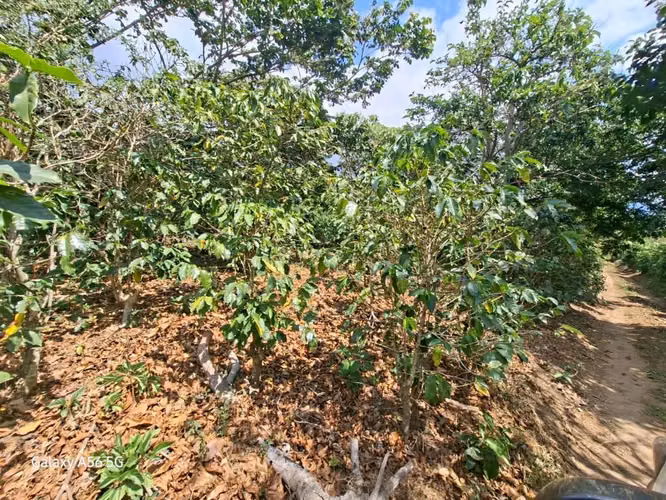 SE VENDE FINCA 97 MANZANAS JUAYUA SONSONATE