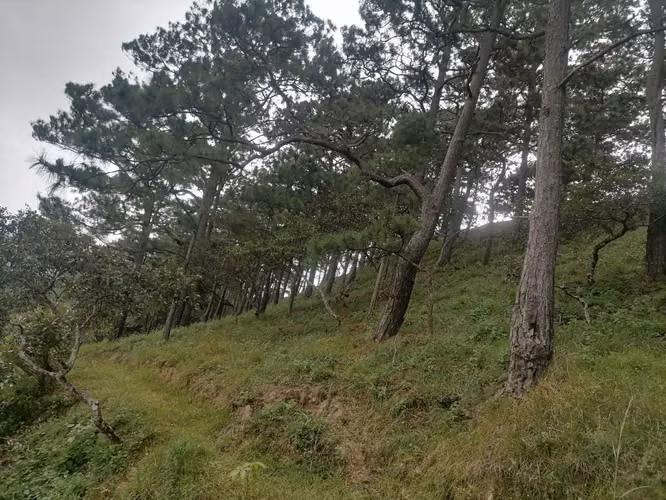 VENTA 4.7 MANZANAS TERRENO SAN IGNACIO CHALATENANGO - Imagen 8