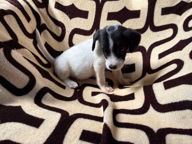 Chihuahua hembra - Imagen 3