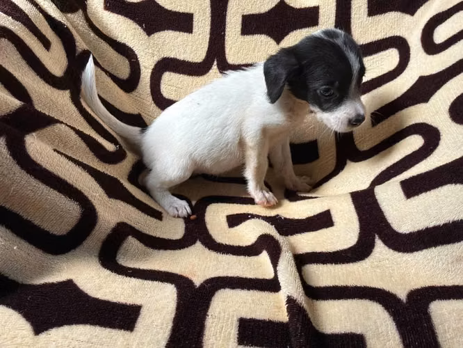 Chihuahua hembra - Imagen 2