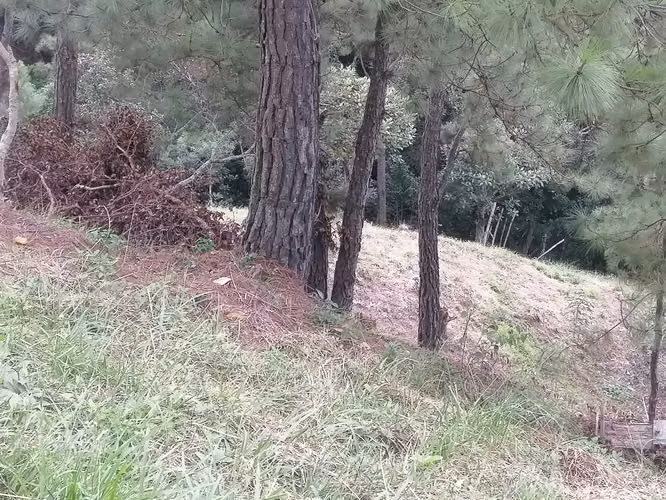 VENTA 1500 METROS TERRENO SAN IGNACIO CHALATENANGO - Imagen 16