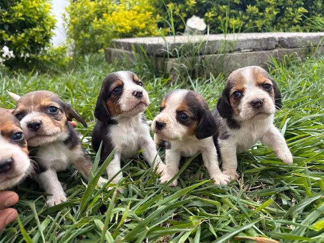 Beagle con pedigree