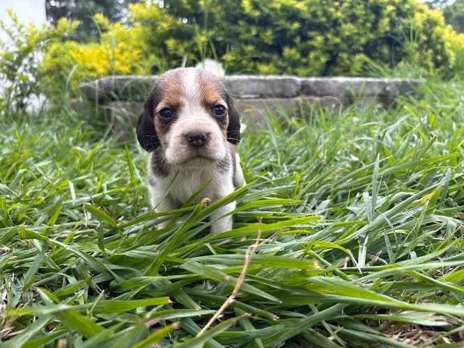 Beagle con pedigree