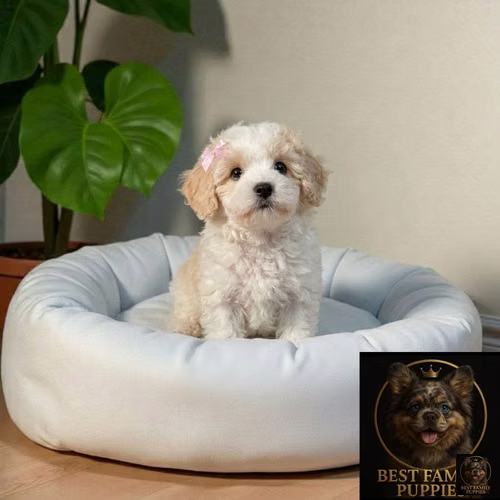 Cachorro MALTIPOO Premium - Vacunado - Imagen 10