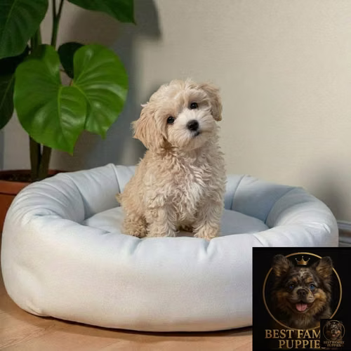 Cachorro MALTIPOO Premium - Vacunado - Imagen 3