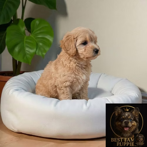Cachorro MALTIPOO Premium - Vacunado - Imagen 6