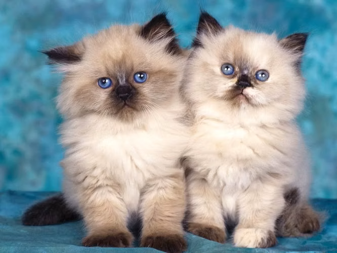 Gatitos himalayos