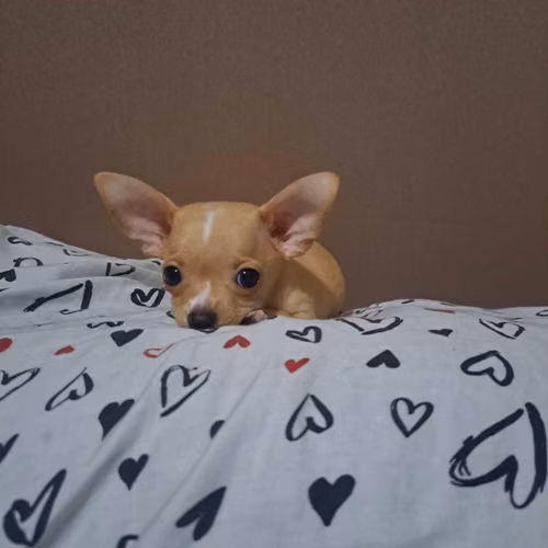 chihuahua mini toy o tacita de te - Imagen 3