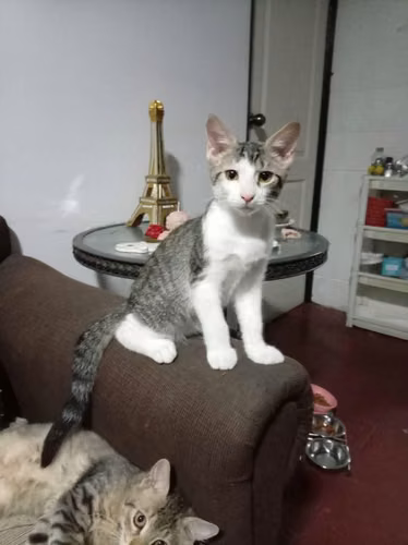 Gatitos en adopcion