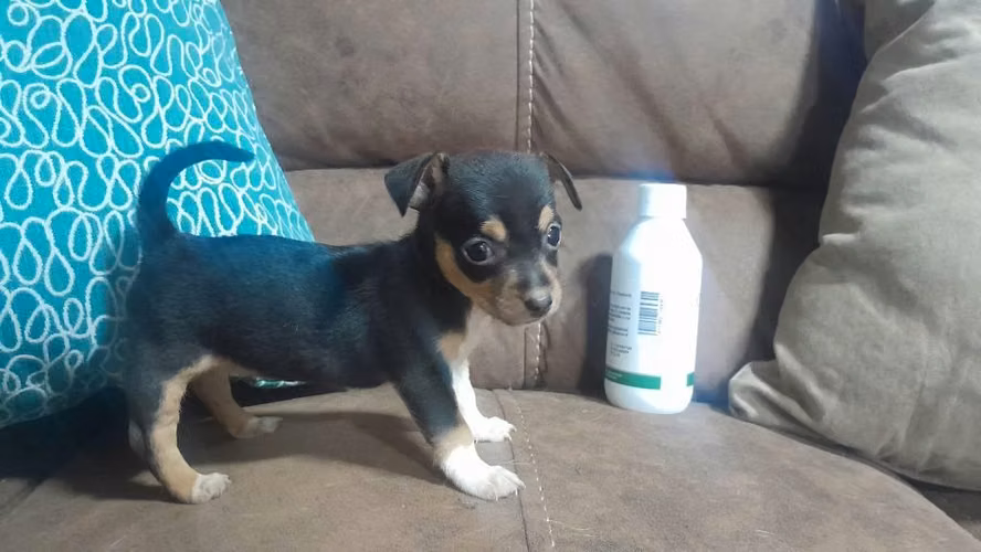 Chihuahua hembra - Imagen 3