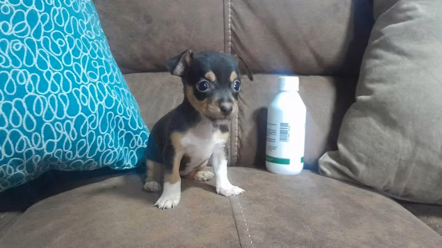 Chihuahua hembra - Imagen 4