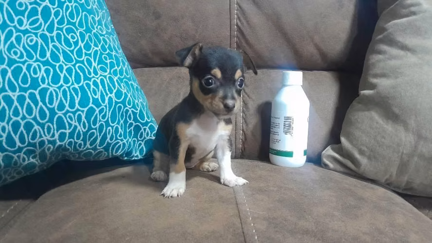 Chihuahua hembra - Imagen 5