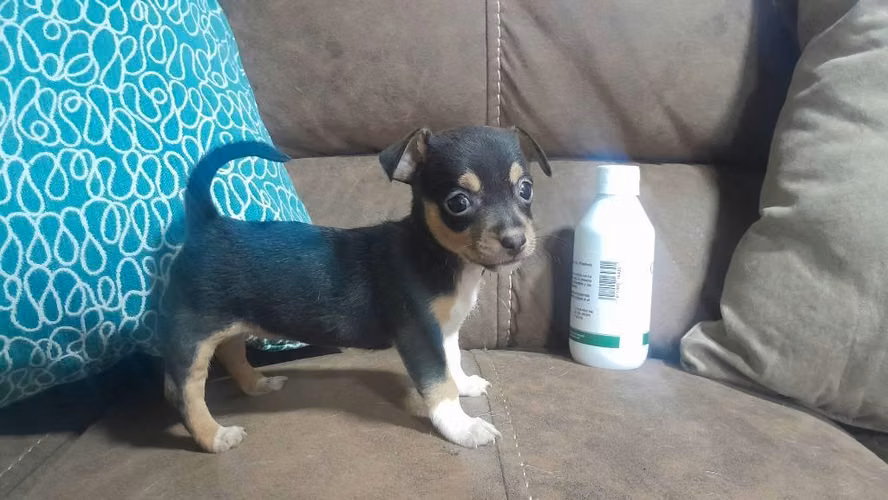 Chihuahua hembra - Imagen 2