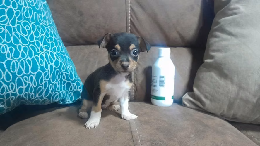 Chihuahua hembra - Imagen 3