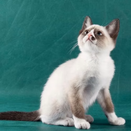 Gatitos snowshoe