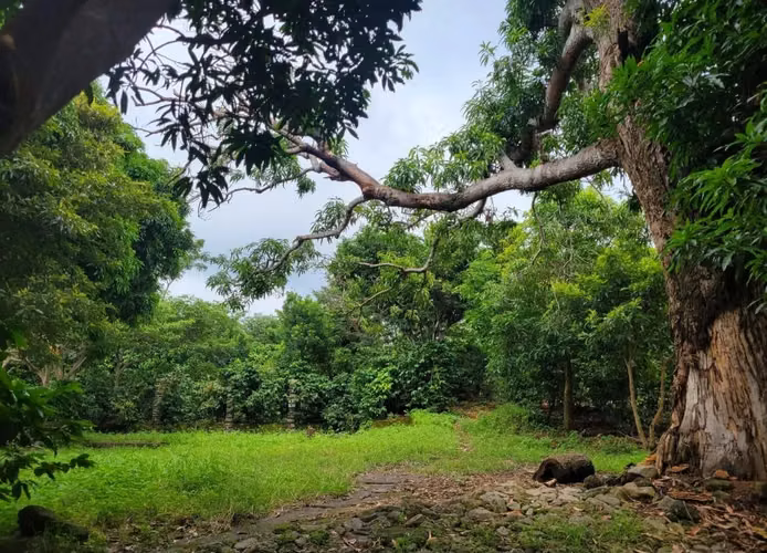 EN VENTA 20 MZ DE FINCA CAFETERA EN RUTA DE LAS FLORES, SONSONATE, EL SALVADOR - Imagen 3