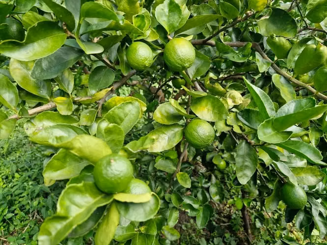 Finca Agrícola en Producción | 3.6 Mz | 500 Limoneros | Ciudad Arce - Imagen 5