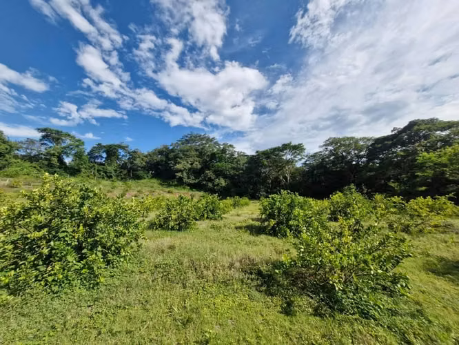 Finca Agrícola en Producción | 3.6 Mz | 500 Limoneros | Ciudad Arce - Imagen 6