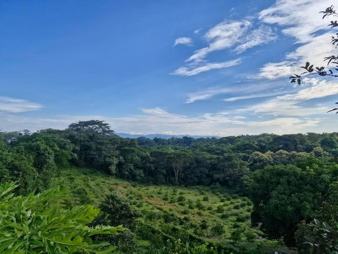 Finca Agrícola en Producción | 3.6 Mz | 500 Limoneros | Ciudad Arce - Imagen 3