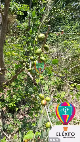 VENDO TERRENO EN HUIZUCAR - Imagen 9