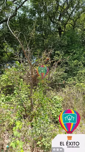 VENDO TERRENO EN HUIZUCAR - Imagen 5