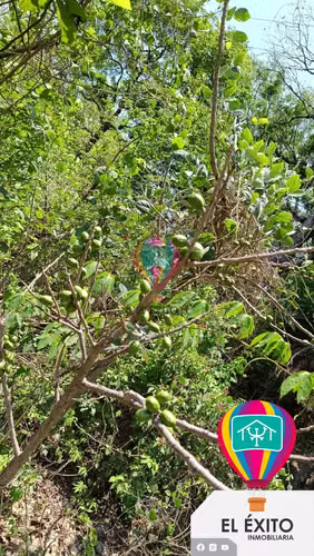 VENDO TERRENO EN HUIZUCAR - Imagen 16